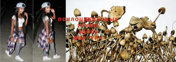 хмурый Абаза